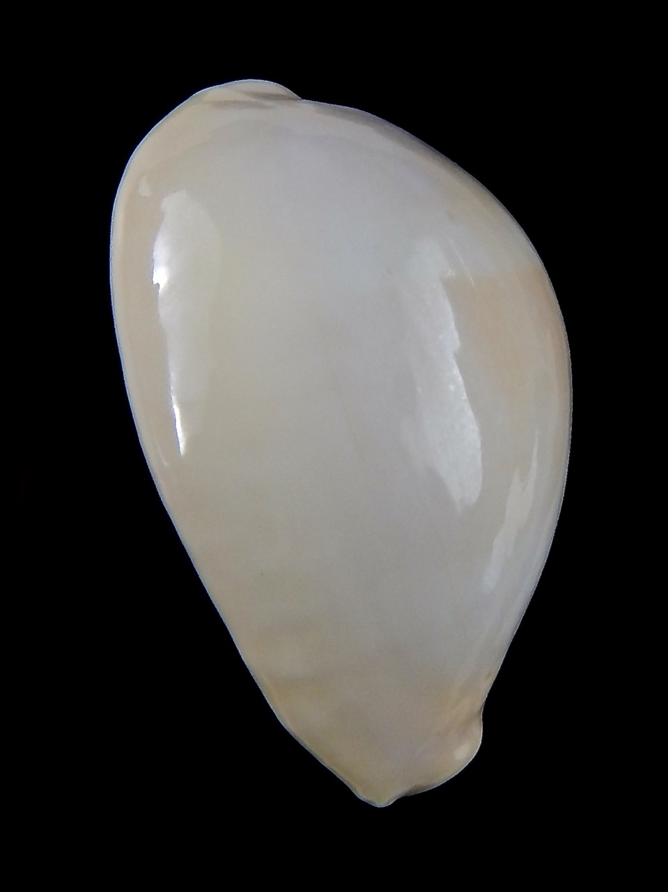 Erronea onyx nymphae ... Giant>>> 48,3 mm F+++/Gem-37016