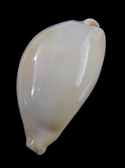 Erronea onyx nymphae ... Giant>>> 48,3 mm F+++/Gem-37015