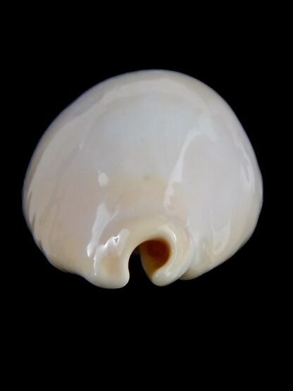 Erronea onyx nymphae ... Giant>>> 48,3 mm F+++/Gem-37017