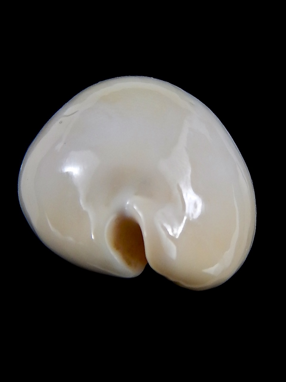 Erronea onyx nymphae ... Giant>>> 48,3 mm F+++/Gem-37018