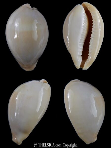Erronea onyx nymphae ... Giant>>> 48,3 mm F+++/Gem-0