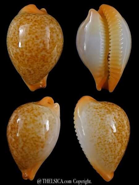 Ficadusta barclayi 25,5 mm Gem-0