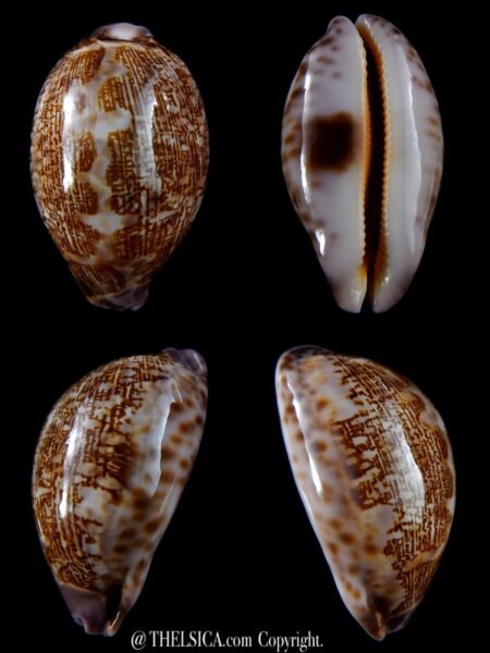 Leporicypraea mappa admirabilis 65,2 mm Gem-0