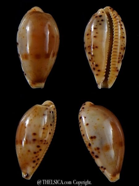 Palmulacypraea katsuae katsuae 18,4 mm Gem-0