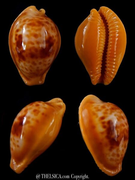 Propustularia surinamensis 24 mm Gem-0