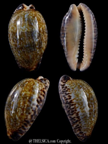 Pseudozonaria nigropunctata ... GIANT ... 33,7 mm Gem -0