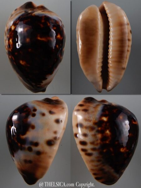 Zoila eludens eludens 66,4 mm Gem-0