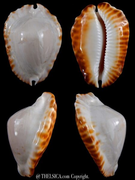 Zoila marginata ketyana hypermarginata 51,6 mm Gem (-)-0