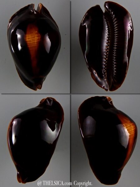 Zoila rosselli rosselli 57,6 mm Gem-0