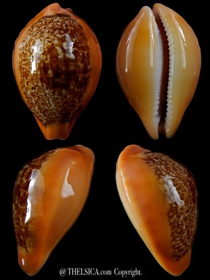 Austrasiatica langfordi poppeorum >54,5 mm Gem-0