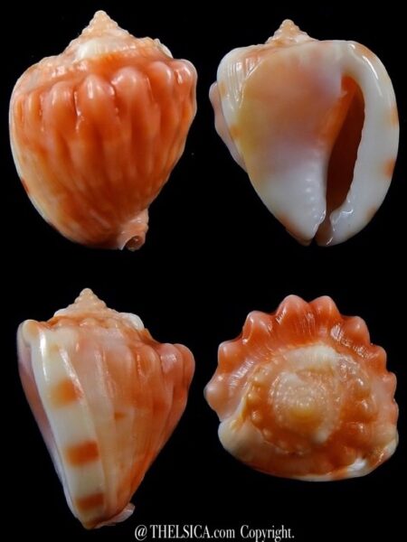 Cassis (Hypocassis) patamakanthini 25,9 mm Gem -0
