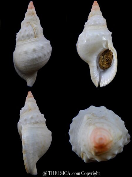 Charonia lampas rubicunda ... Albino... 111 mm Gem-0
