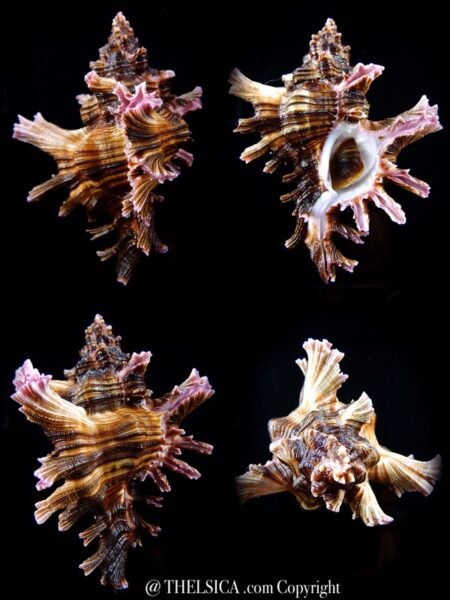 Chicoreus maurus steeriae 79,7 mm Gem W/O-0