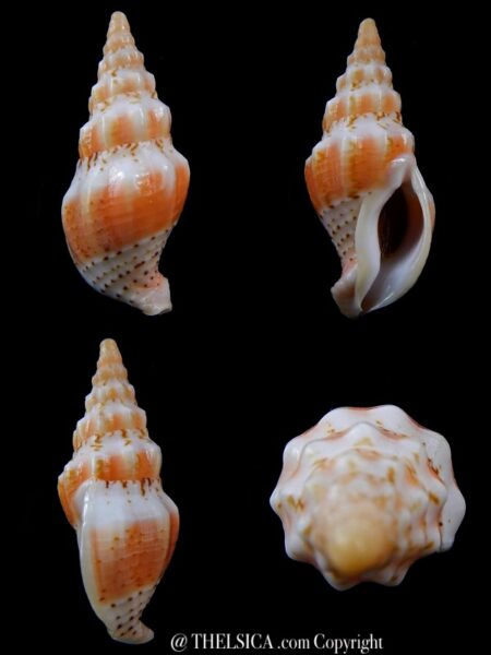 Cominella (Godfreyna) torri 51 mm Gem-0