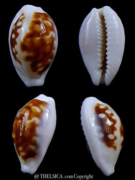Cribrarula exmouthensis exmouthensis .. SP pattern... 18 mm Gem-0