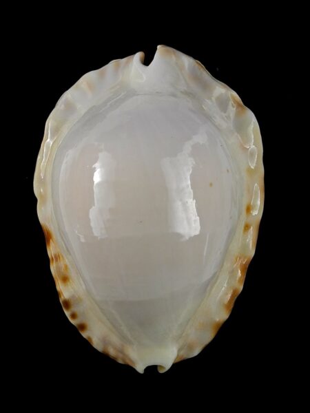 Zoila marginata ketyana hypermarginata 48,8 mm Gem-37596