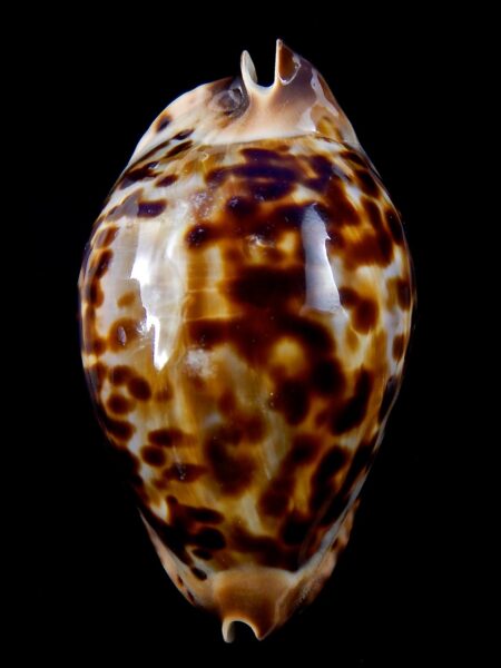 Zoila friendii thalamega 80,9 mm F+++/Gem-37290