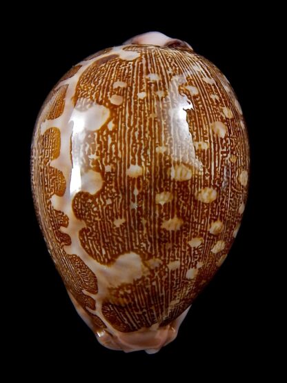 Leporicypraea mappa viridis guamensis 63,3 mm Gem-37358