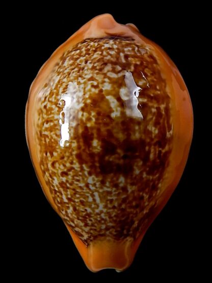 Austrasiatica langfordi poppeorum >54,5 mm Gem-37257