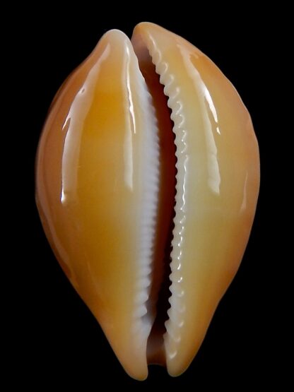 Austrasiatica langfordi poppeorum >54,5 mm Gem-37256