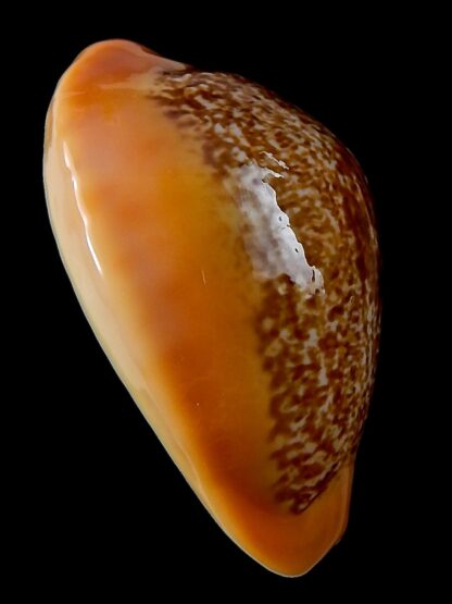 Austrasiatica langfordi poppeorum >54,5 mm Gem-37260