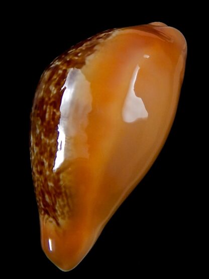 Austrasiatica langfordi poppeorum >54,5 mm Gem-37258