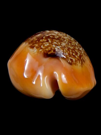 Austrasiatica langfordi poppeorum >54,5 mm Gem-37261