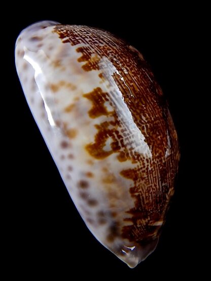 Leporicypraea rosea aliwalensis 69,8 mm Gem-37334