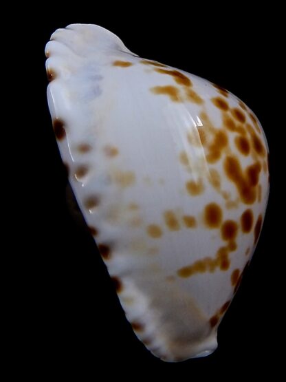 Zoila marginata orientalis 56 mm Gem -37246