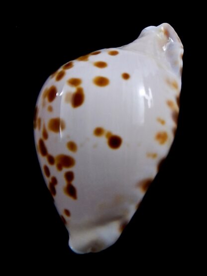 Zoila marginata orientalis 56 mm Gem -37247