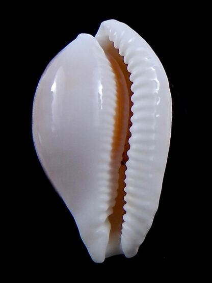 Cribrarula fallax antonellae ... GIANT ... 36,7 mm Gem -37456