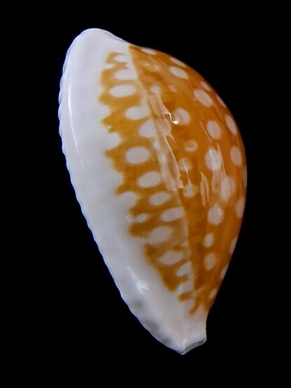 Cribrarula fallax antonellae ... GIANT ... 36,7 mm Gem -37459