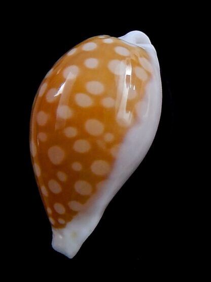 Cribrarula fallax antonellae ... GIANT ... 36,7 mm Gem -37457