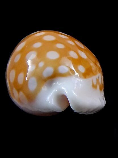 Cribrarula fallax antonellae ... GIANT ... 36,7 mm Gem -37455