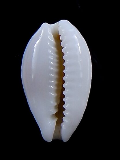 Cribrarula exmouthensis exmouthensis .. SP pattern... 18 mm Gem-37586