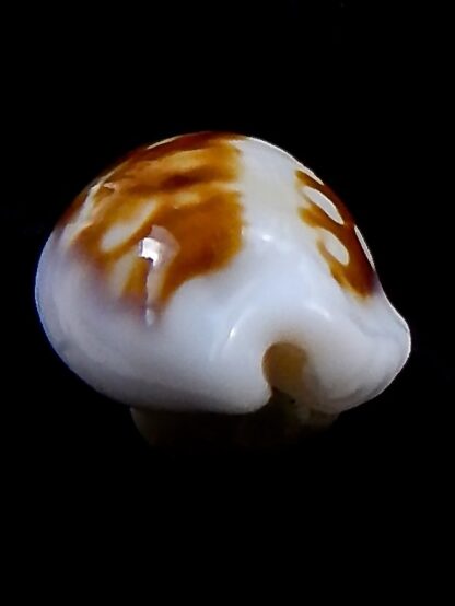 Cribrarula exmouthensis exmouthensis .. SP pattern... 18 mm Gem-37585