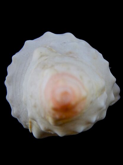 Charonia lampas rubicunda ... Albino... 111 mm Gem-37402