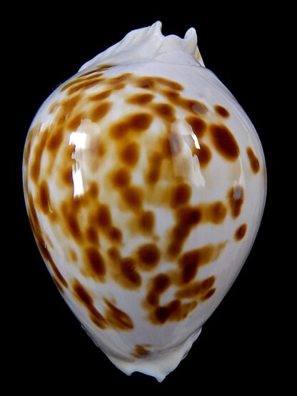 Zoila marginata orientalis 55,4 mm Gem -37543