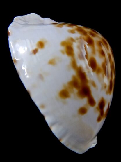 Zoila marginata orientalis 55,4 mm Gem -37544