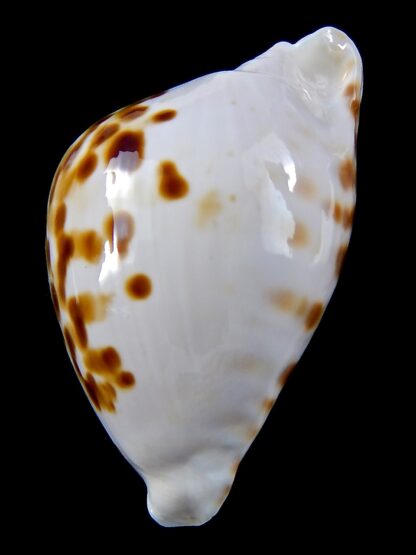 Zoila marginata orientalis 55,4 mm Gem -37541