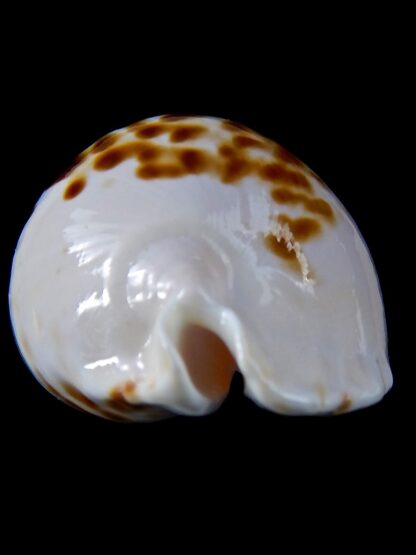 Zoila marginata orientalis 55,4 mm Gem -37546