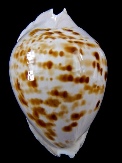 Zoila marginata orientalis 58.8 mm Gem -37556