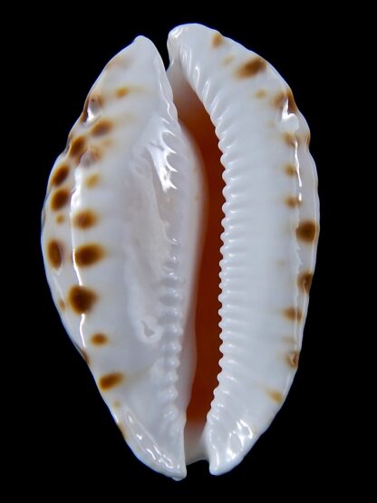 Zoila marginata orientalis 58.8 mm Gem -37555