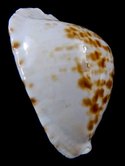 Zoila marginata orientalis 58.8 mm Gem -37559