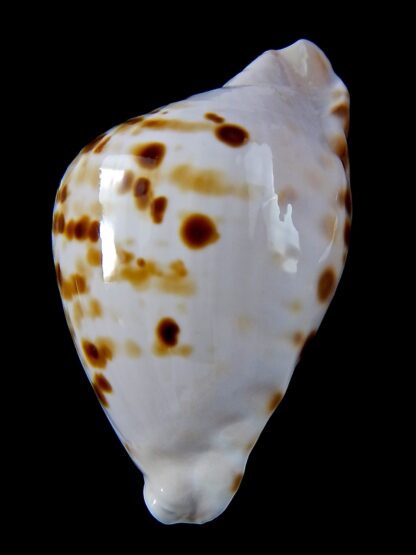 Zoila marginata orientalis 58.8 mm Gem -37560