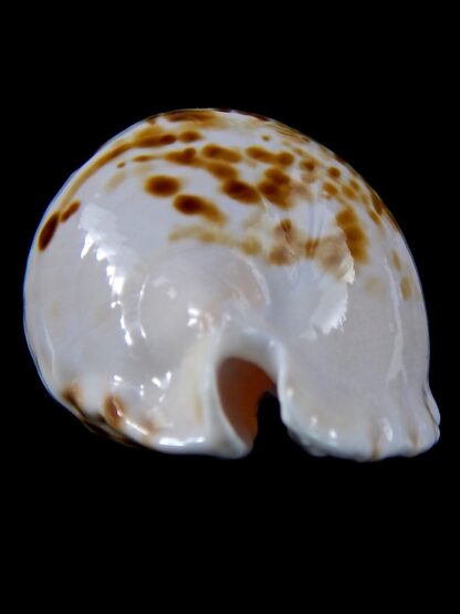 Zoila marginata orientalis 58.8 mm Gem -37561