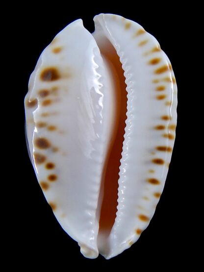 Zoila marginata albanyensis ..Deep water ...48,6 mm Gem-37528