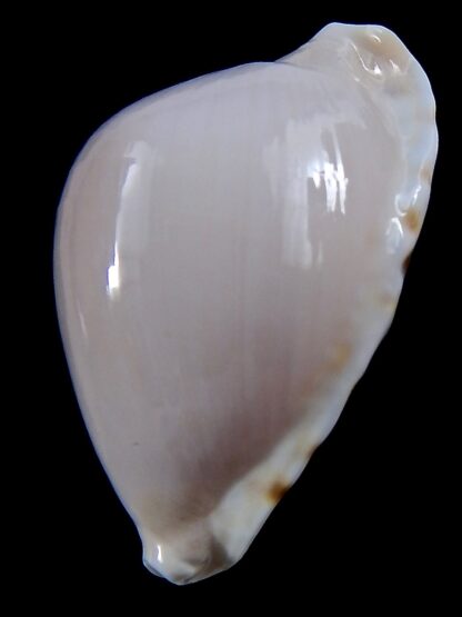 Zoila marginata albanyensis ..Deep water ...48,6 mm Gem-37527