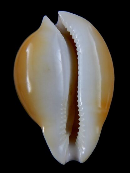 Nesiocypraea teramachii neocaledonica 56,9 mm Gem -37484