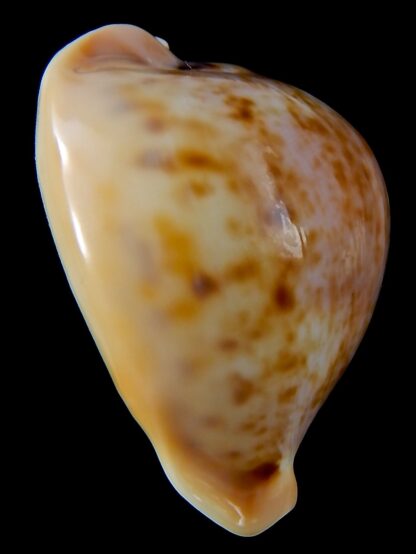 Nesiocypraea teramachii neocaledonica 56,9 mm Gem -37479